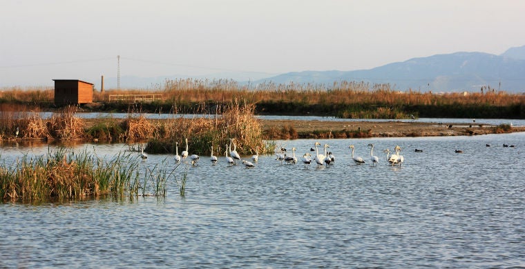 L'Albufera de València 