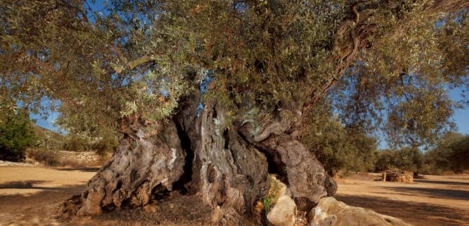 Compromís alerta de casos de robatoris d'oliveres mil·lenàries al Maestrat.