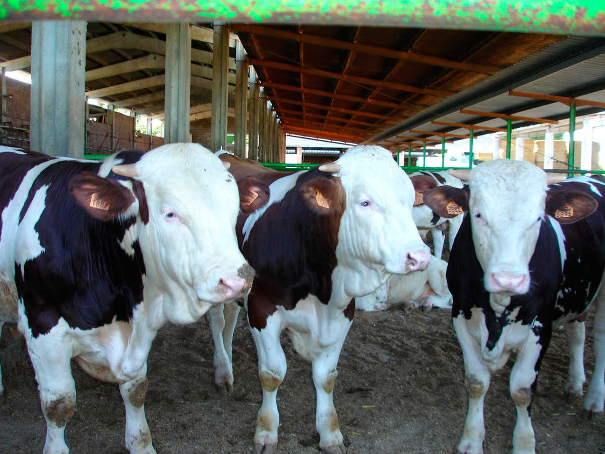 La principal tasca dels investigadors de la UPV en el projecte és identificar propostes que milloren la productivitat i alhora reduïsquen la petjada ambiental.