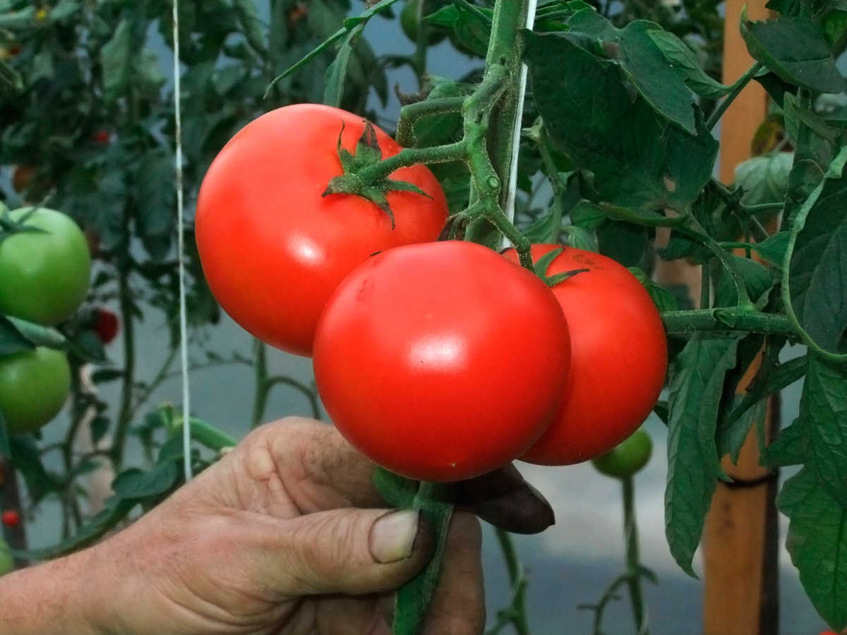 L'equip de la UPV coordina les activitats de selecció i millora de varietats adaptades als nous reptes del cultiu ecològic.