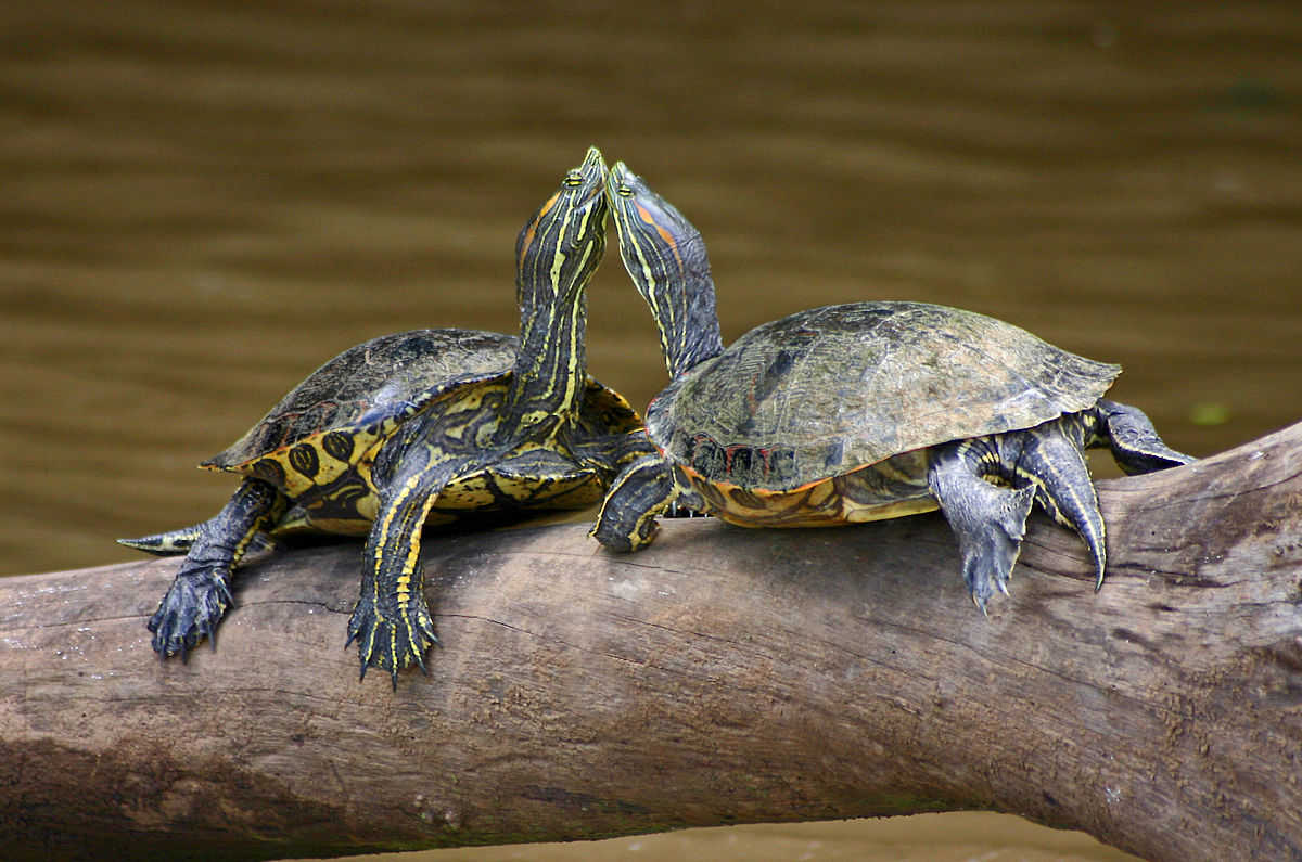 Una parella de tortugues d'orelles roges, una espècie considerada invasora i potencialment perillosa per a la fauna autòctona.