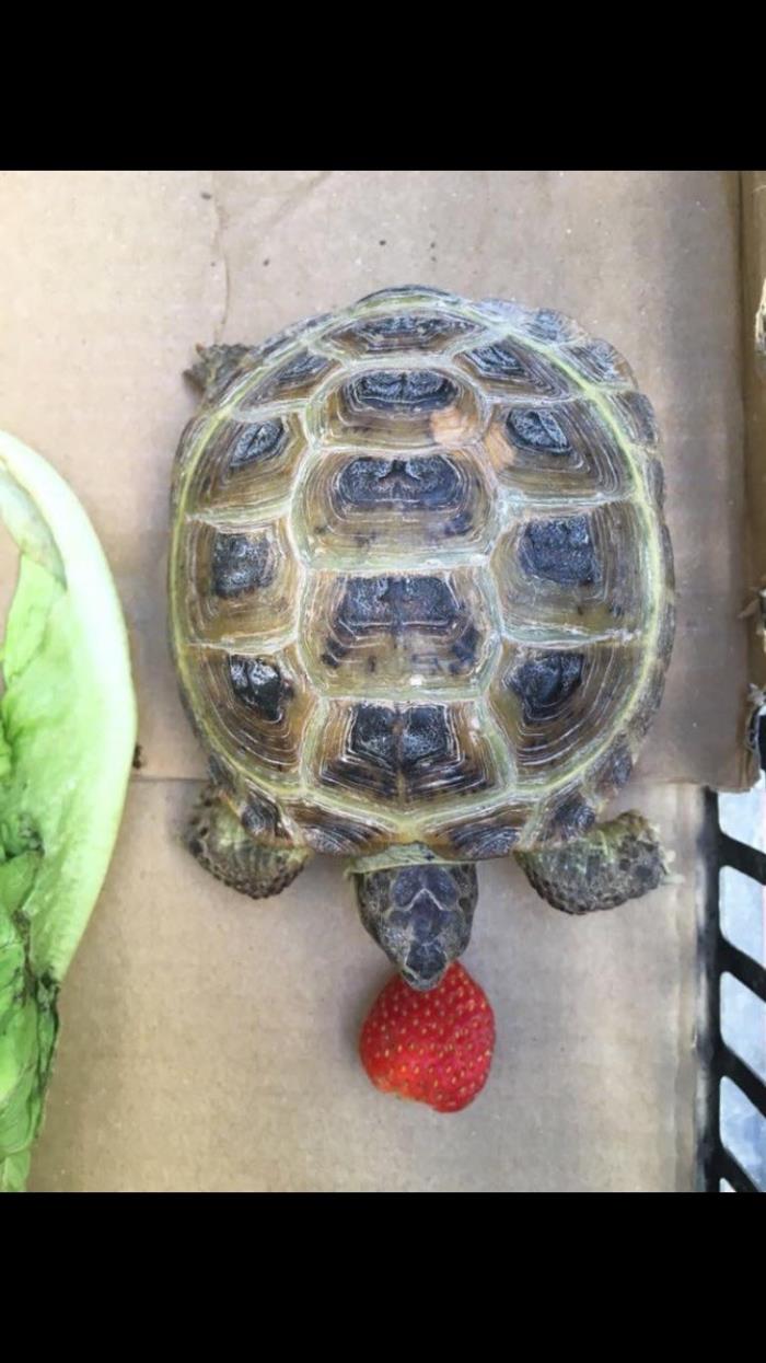 Una tortuga apareix al pati d'un col·legi després d'un mes desapareguda a Cox