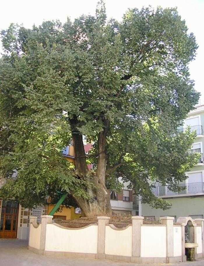 L'om de Navaixes participarà, ara, en el concurs europeu del millor arbre 2019.