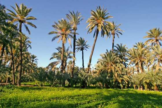 El Palmeral d'Elx, en la imatge, és des de l'any 2000 Patrimoni de la Humanitat.