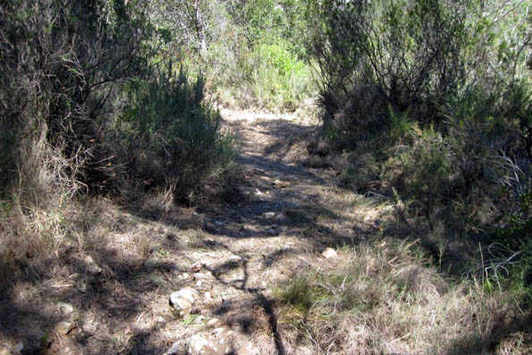 El traçat discorre pel vessant de la solana i la vegetació a eliminar ha sigut escassa.