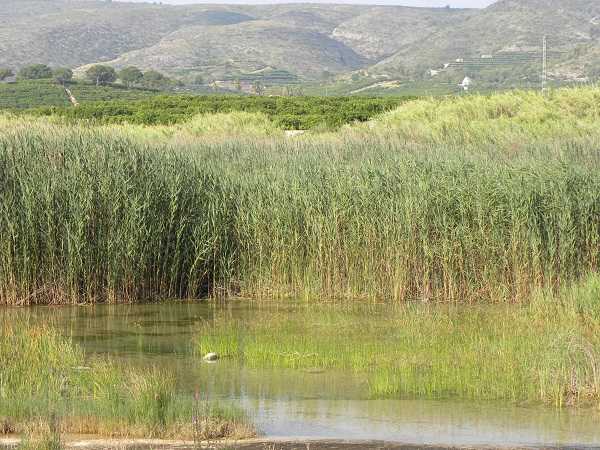 Els soalistes denuncien que als riberencs se'ls dona una barreja inacceptable d’aigua tòxica i aigua neta -del Xúquer, en la imatge-..