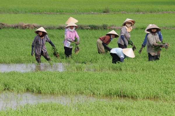 L'augment de les importacions d'arròs des de països asiàtics a la UE està afectant negativament a Catalunya, País Valencià, Andalusia i Extremadura.