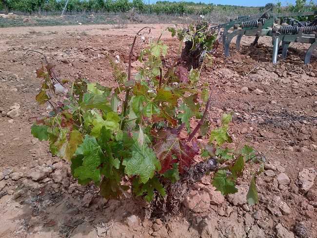 Imatge d'una vinya afectada pel pansiment fisiològic en la comarca d'Utiel-Requena.