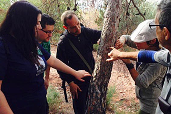 Emergència en què es troben els nostres boscos per la plaga de 'Tomicus destruens'.