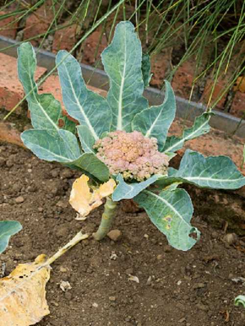 Imatge d'un coliflor afectada per Brotytis.
