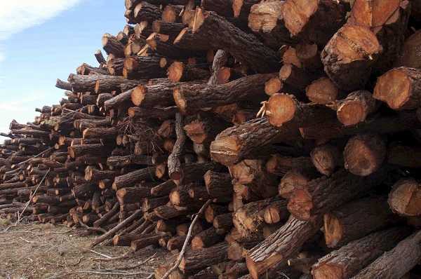 La fusta talada i les restes s’han acumulat a menys de 10 metres dels camins forestals, la qual cosa incompleix les normes legals de prevenció d’incendis forestals.