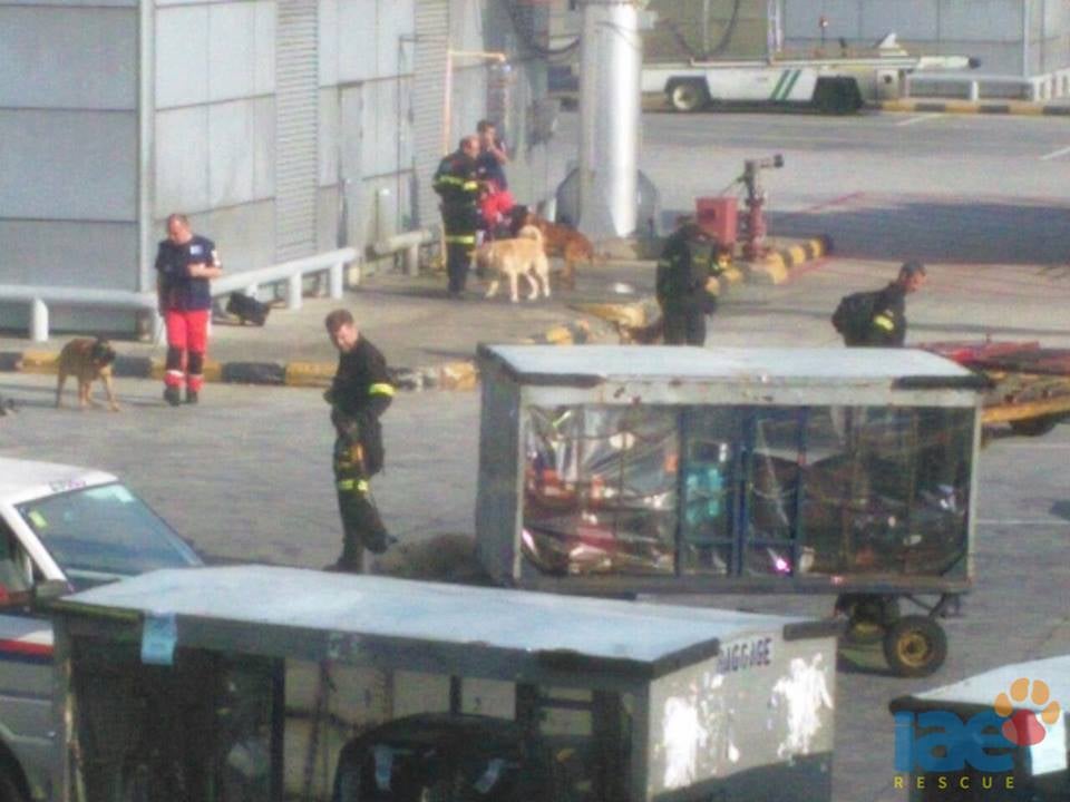 Els integrants de l'equip passejant als gossos de rescat per una zona de les pistes de l'aeroport.