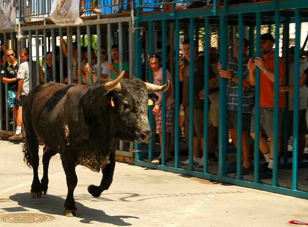 Bous al carrer a Gata de Gorgos.