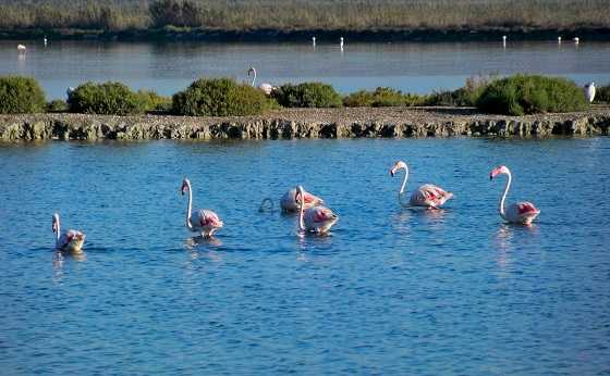 Uns 3.500 flamencs acudeixen tots els estius a les Salines de Santa Pola.