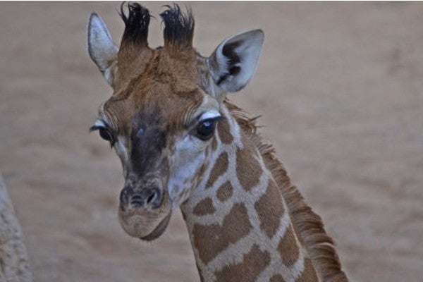 Lluna al Bioparc