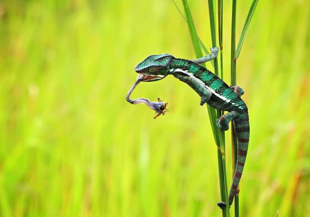 GettyImages - animals