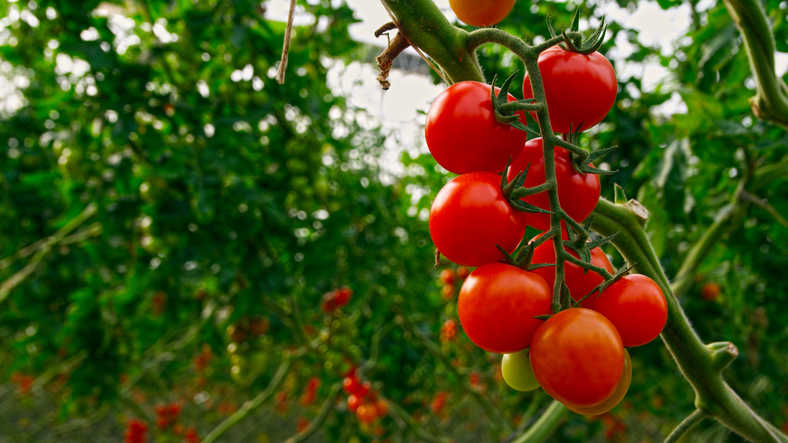 GettyImages - Tomaca