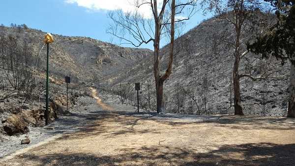 Imatge d'una zona calcinada en el foc declarat el passat dijous a Carcaixent.