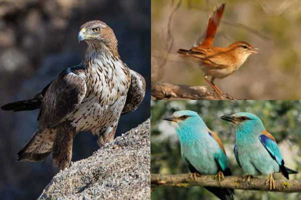 Àguila cuabarrada, cuaenlairat i gaig blau.