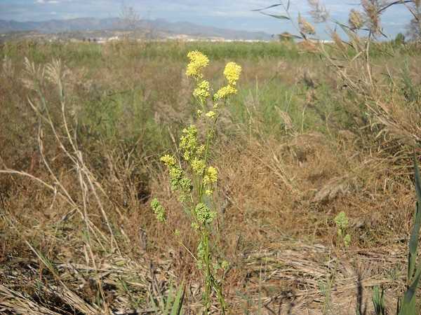 Ruda de Mallada.