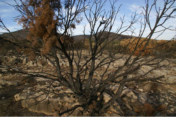 El foc d'Andilla cremà més de 20.000 hectàrees.