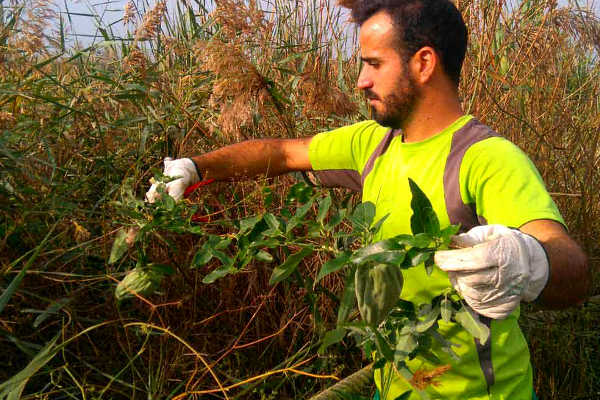 Tècnic retirant una planta de miraguà fals.