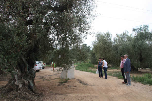 Olivera mil·lenària en la Finca Arion a Ulldecona.