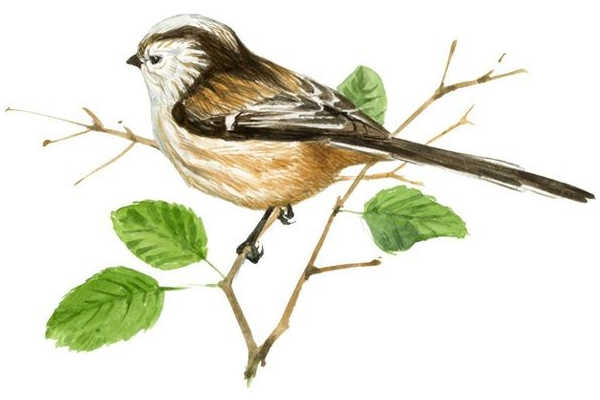 Ocell de la guia 'Un Bosc de plomes'.