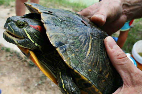 'Trachemys scripta'.