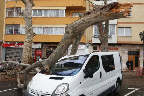 Caiguda d'un arbre a Xàtiva.