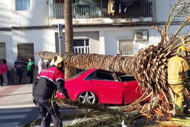 Bombers retiren una palmera caiguda sobre un vehicle a Elx.