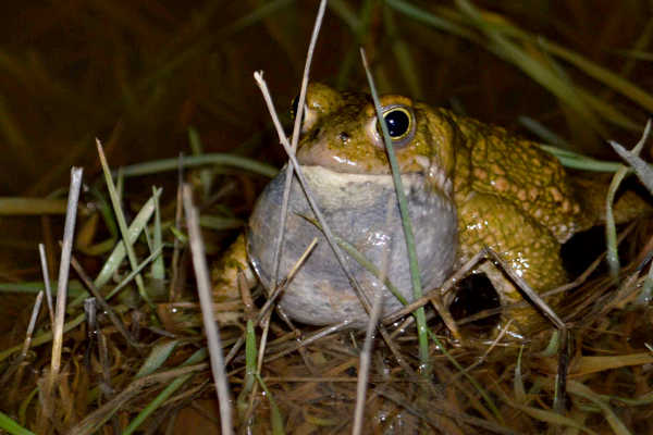 Gripau corredor cantant.