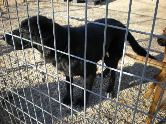 Lucas, en la imatge, busca una família que l'adopte.