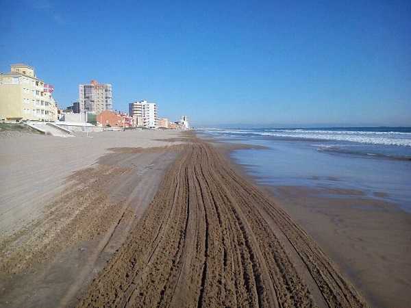 L'Ajuntament de Sueca ha estat treballant durant tot l'hivern en la neteja i tractament de l'arenja a fi d’evitar la producció de fongs i per a facilitar el treball en l’estiu.