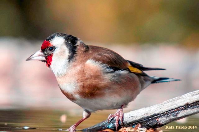Carduelis