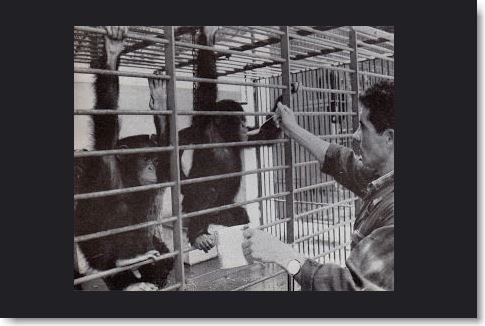 Coco, poc després d'arribar a Vivers.