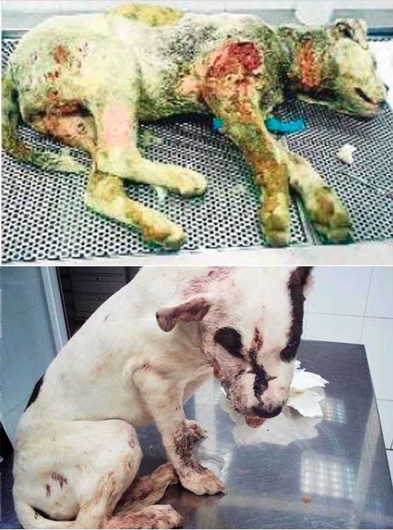 Dalt, una víctima de les baralles a Alzira: els responsables són gitanos, com s'ha fet saber sobradament.  Baix: Bianka, una pitbull que fou utilitzada com a 'sparring'.