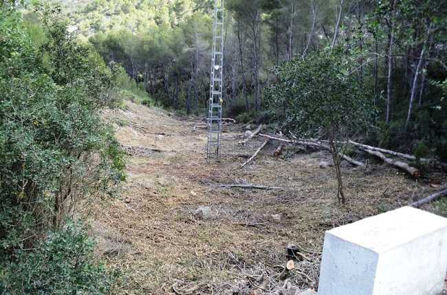 Treballs forestals en la zona de Costa Nova.