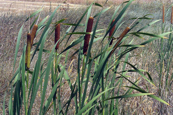 'Typha dominguensis'.