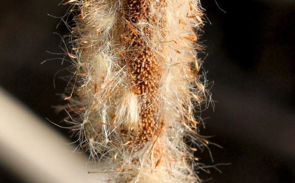 Font: menudanatura.com