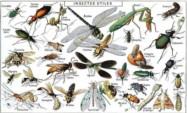 Insectes beneficiosos per als humans. Font: Larousse.