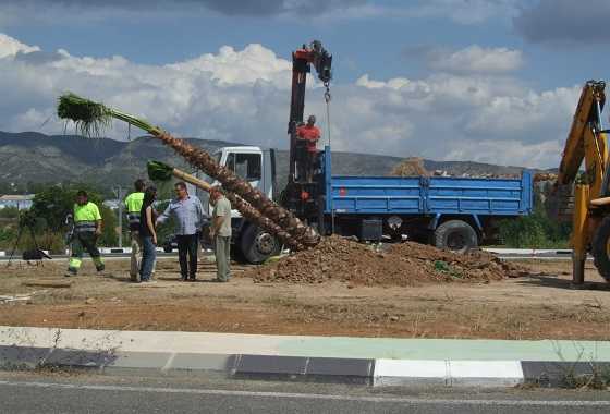 Imatge de la plantació de les palmeres.