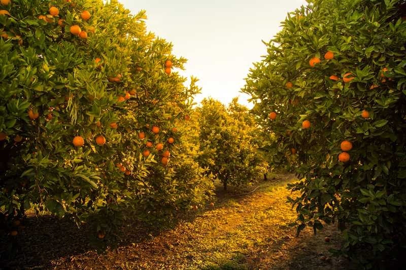 GettyImages - Taronges