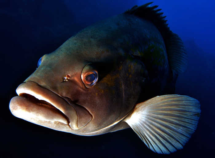 Epinephelus costae (mero ratllat) © Sergio Ramírez Aguado