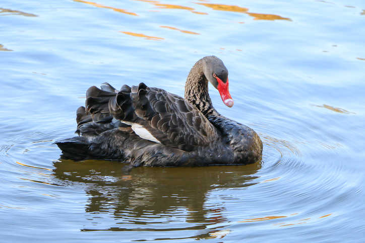GettyImages - cigne negre
