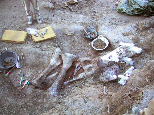 Jaciment d'osos de de Sant Antoni La Vespa. Morella