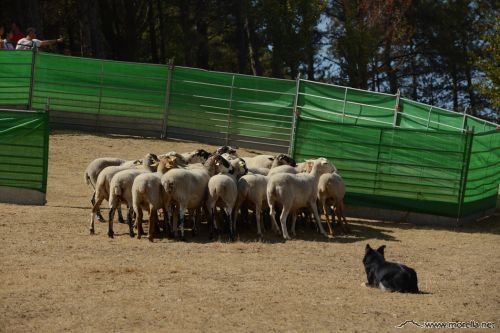 Fira agrícola i ramadera 2016