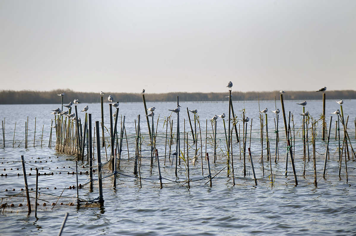 Panoràmica de l'Albufera de València.