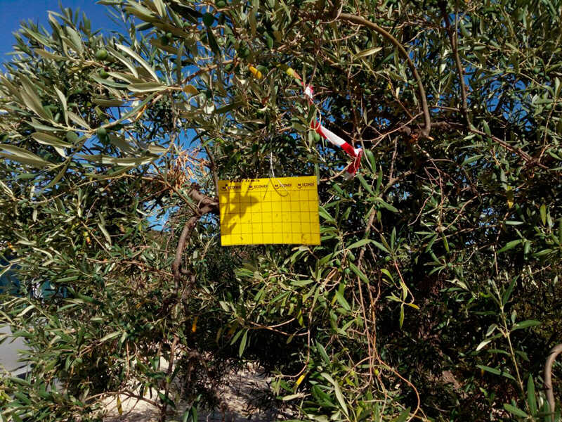 No hi ha cap tractament que puga eliminar la presència de 'Xylella fastidiosa' en els arbres afectats.