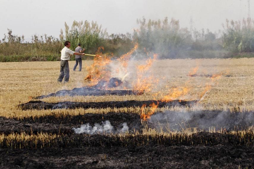 Tot i que darrerament s'havia prohibit la crema de la palla de l'arròs en l'entorn del Parc Natural de l'Albufera, l'any passat la Generalitat ho va autoritzar de manera excepcional.